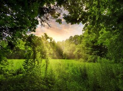 Eine Lichtung im Wald